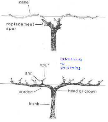 Cane_vs_spur_pruning